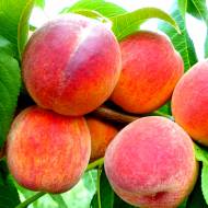 Саджанець Персик Колінз